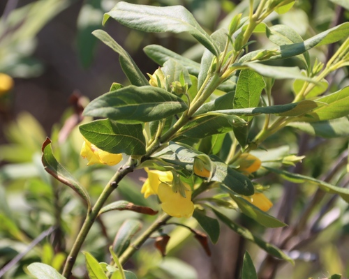 Image of Bowkeria citrina by (c) Tony Rebelo, some rights reserved (CC BY-SA)