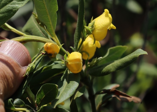 Image of Bowkeria citrina by (c) Tony Rebelo, some rights reserved (CC BY-SA)