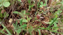 Trifolium willdenovii