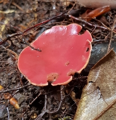 Phillipsia subpurpurea