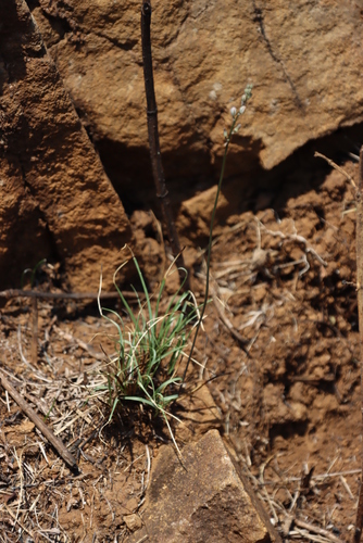 Image of Drimia calcarata by (c) Tony Rebelo, some rights reserved (CC BY-SA)