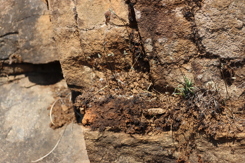 Drimia calcarata