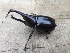 Xylotrupes gideon gideon