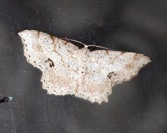 Calletaera subexpressa