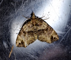 Chaetolopha incurvata