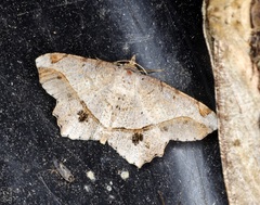 Chiasmia monticolaria