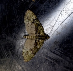 Chloroclystis conversa