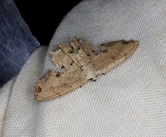 Dysaethria flavistriga