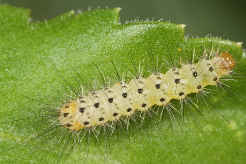 Muslin Moth