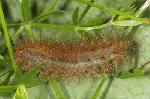 Muslin Moth