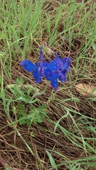 Delphinium variegatum