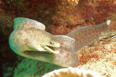 Gymnothorax pseudothyrsoideus