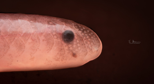 Ionides’ worm snake