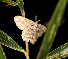 Hypomecis transcissa