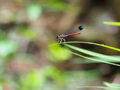 Rhinocypha pagenstecheri timorana