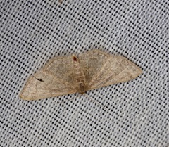 Idaea costiguttata