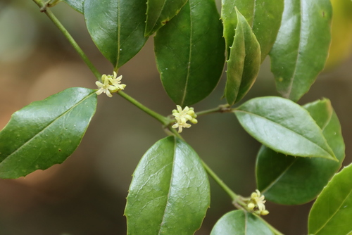 Cassinopsis ilicifolia, photograph 6