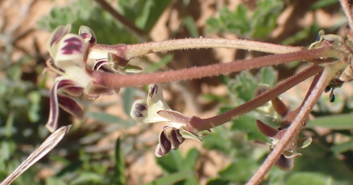 Image of Pelargonium Pulverulentum (Pelargonium pulverulentum) by (c) Nicola van Berkel, some rights reserved (CC BY-SA)