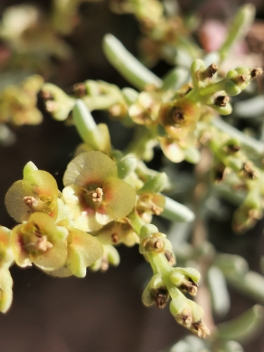 Afrosalsola divaricata