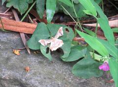 Krananda oliveomarginata