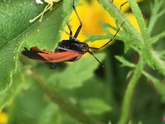 Calocoris nemoralis