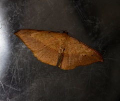 Pseudonadagara semicolor