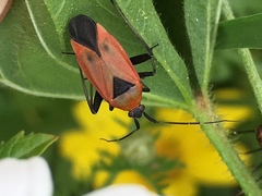 Calocoris nemoralis