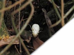 Cyphochilus apicalis