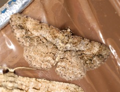 Psilalcis galsworthyi