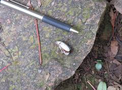 Cyphochilus apicalis