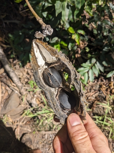 Image of Mucuna sloanei by no rights reserved
