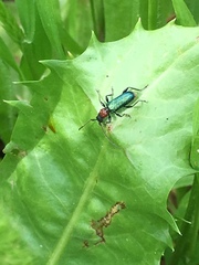 Cartallum ebulinum