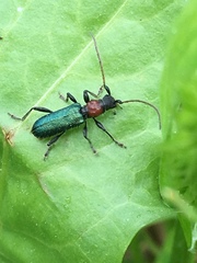 Cartallum ebulinum