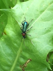 Cartallum ebulinum