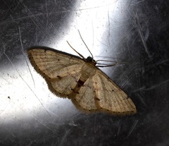 Idaea ptyonopoda