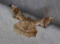 Krananda oliveomarginata