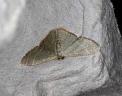 Lophophleps triangularis