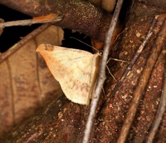 Luxiaria phyllosaria