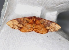 Metallaxis semipurpurascens