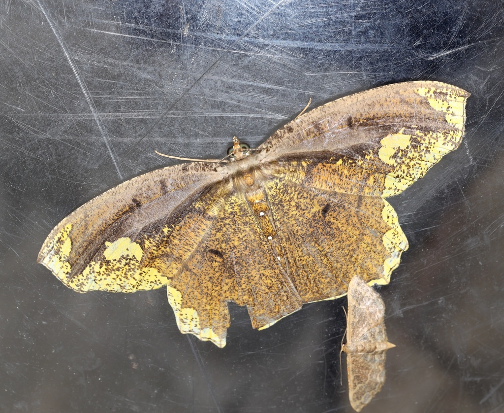 Pareumelea eugeniata