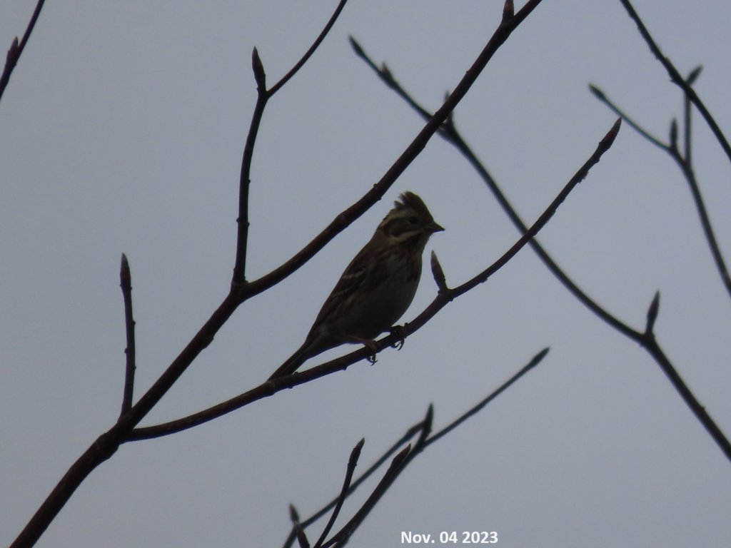 Rustic Bunting in November 2023 by Alexander Ganse · iNaturalist