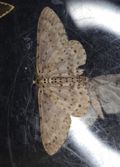 Percnia fumidaria
