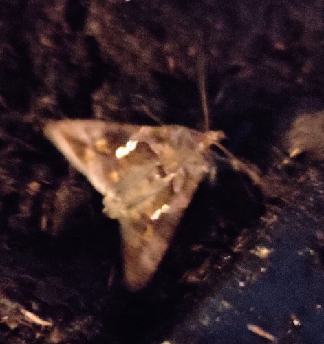 Chrysodeixis chalcites