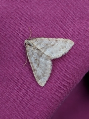 Colostygia multistrigaria