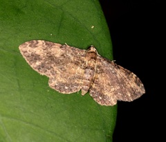 Pseudocollix hyperythra