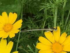Platycnemis dealbata