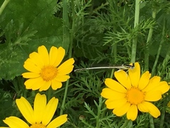 Platycnemis dealbata