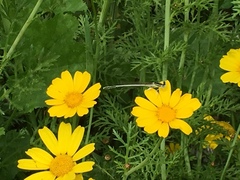 Platycnemis dealbata