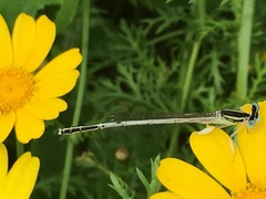Platycnemis dealbata