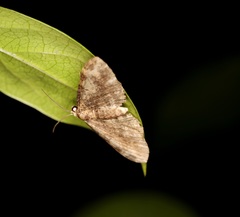 Pseudocollix hyperythra